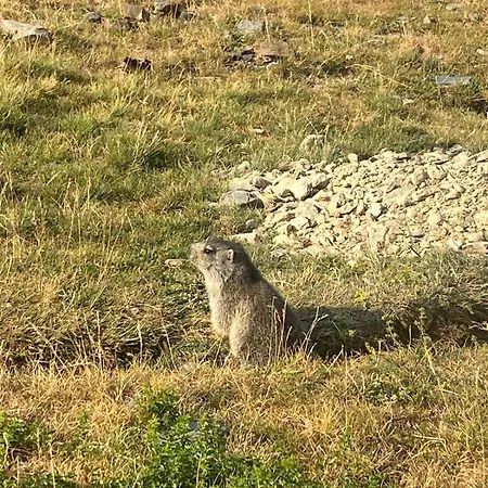 Florelie Pla D'adet Saint-Lary-Soulan